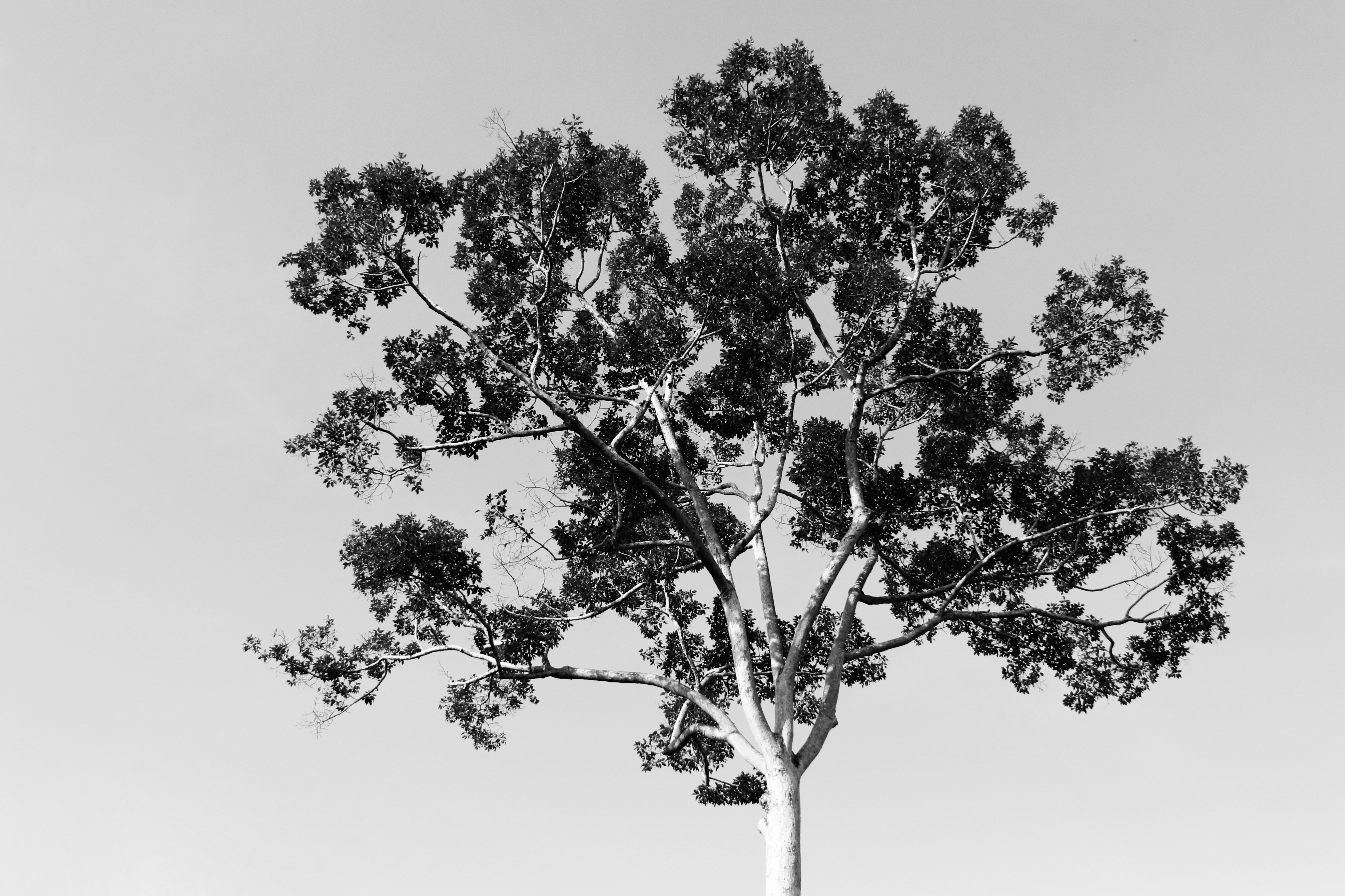 fullsizeoutput_e3a