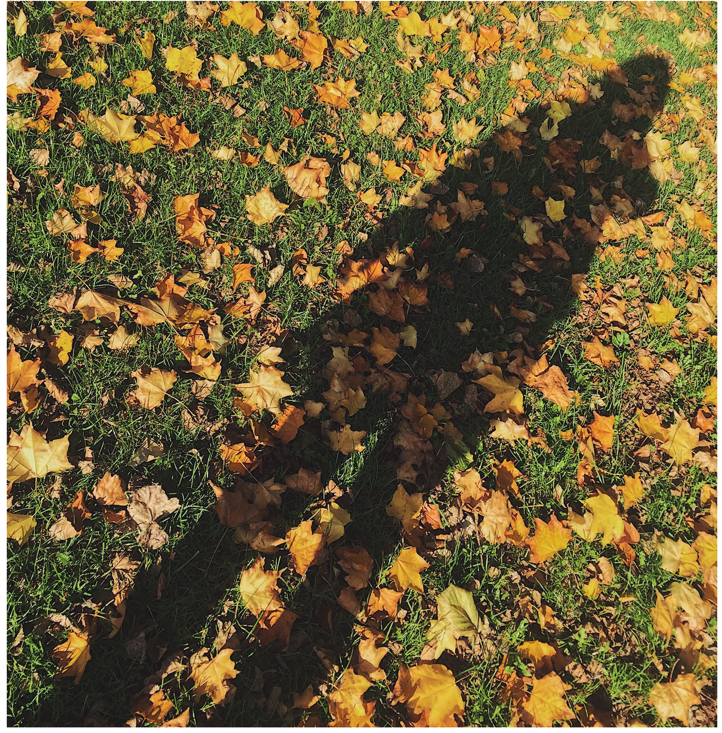 IMG_0587.png